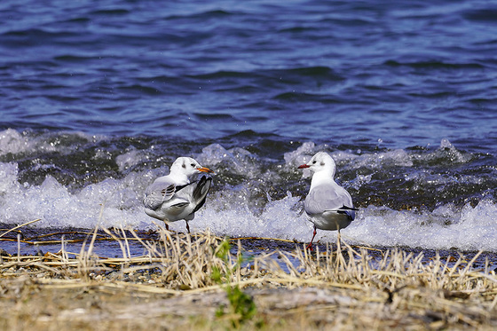 琵琶湖のユリカモメ