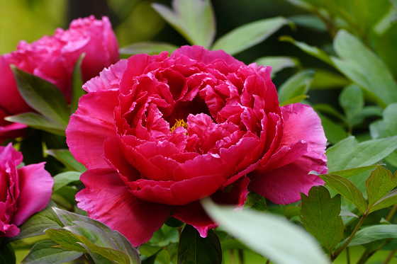 牡丹　京都府立植物園