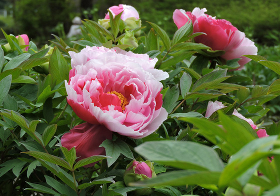 牡丹　京都府立植物園