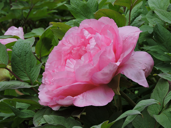 牡丹　京都府立植物園