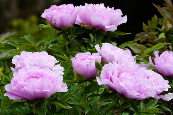 牡丹　京都府立植物園