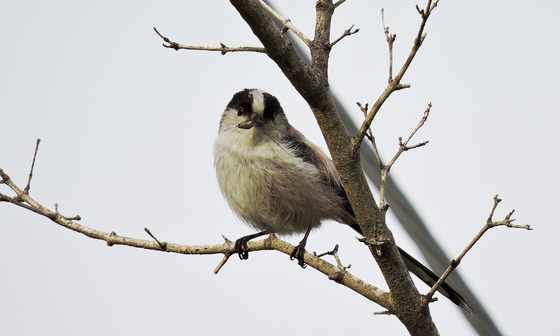 エナガ　野鳥