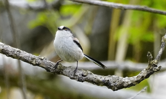 エナガ　野鳥