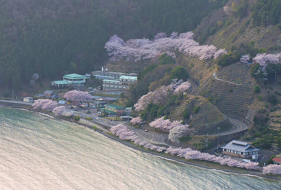 奥琵琶湖パークウェイの桜　満開