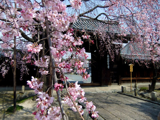 妙覚寺の枝垂れ桜