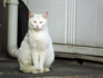 neko18.jpg