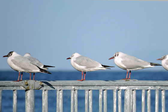 夏毛に変わるユリカモメ