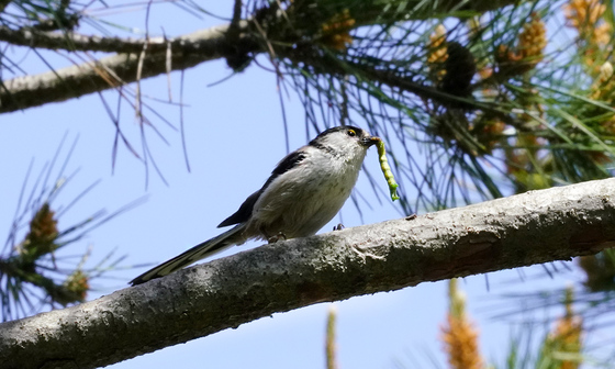 エナガ　野鳥