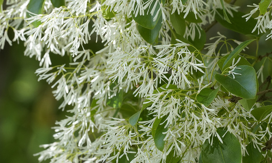 なんじゃもんじゃの花