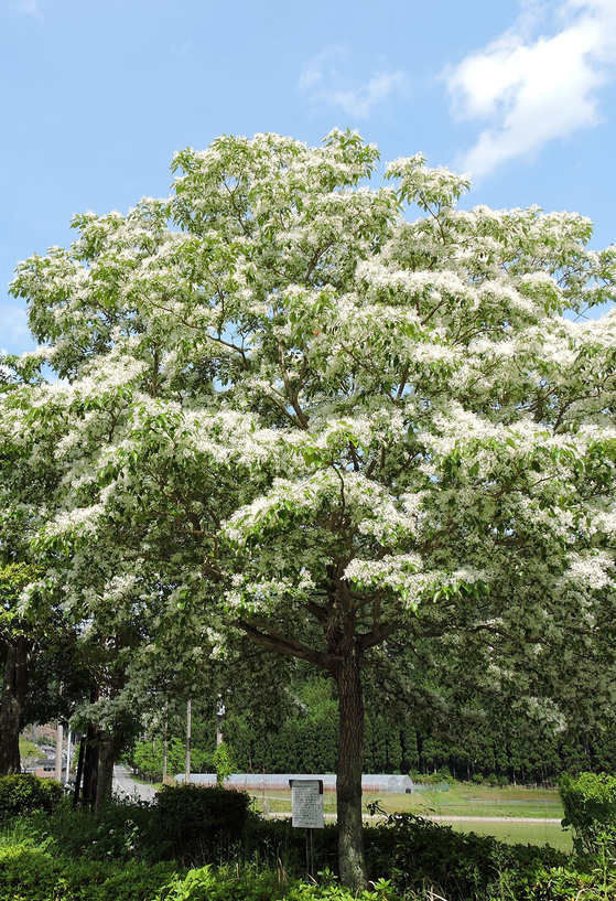 なんじゃもんじゃ