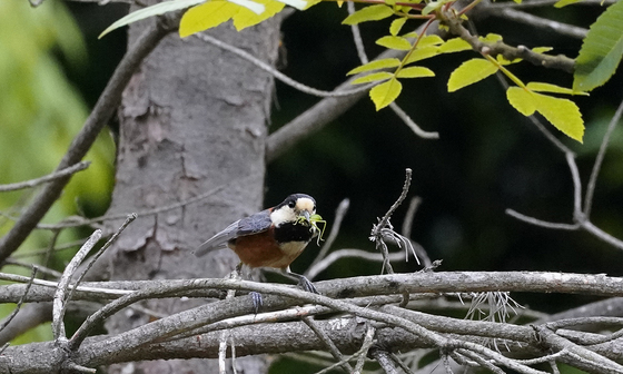 ヤマガラ　野鳥