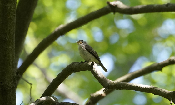 コサメビタキの幼鳥