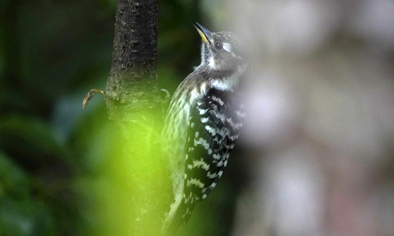 コゲラの幼鳥