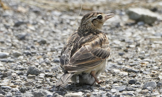 ヒバリの幼鳥