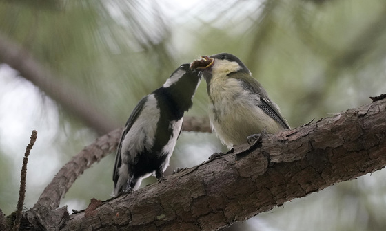 虫を頬張るシジュウカラの幼鳥