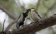 虫を頬張るシジュウカラの幼鳥