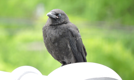 巣立ちしたカラスの幼鳥
