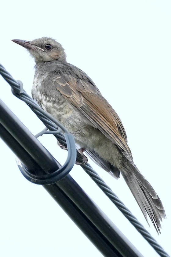 ヒヨドリの幼鳥