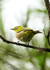野鳥　メジロ
