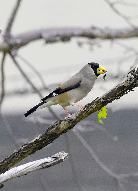 イカル　野鳥