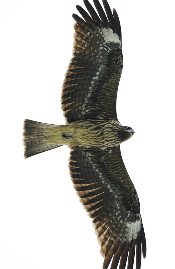 鳶