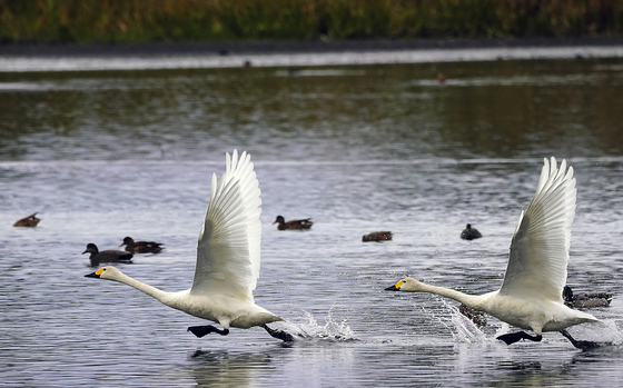 コハクチョウ　湖西　高島市