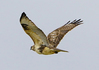 ノスリ　猛禽類
