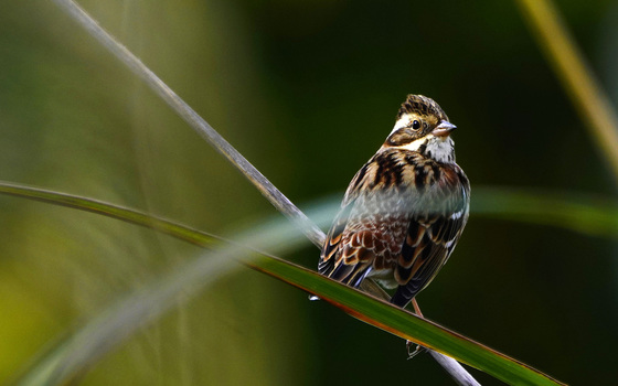 カシラダカ　野鳥