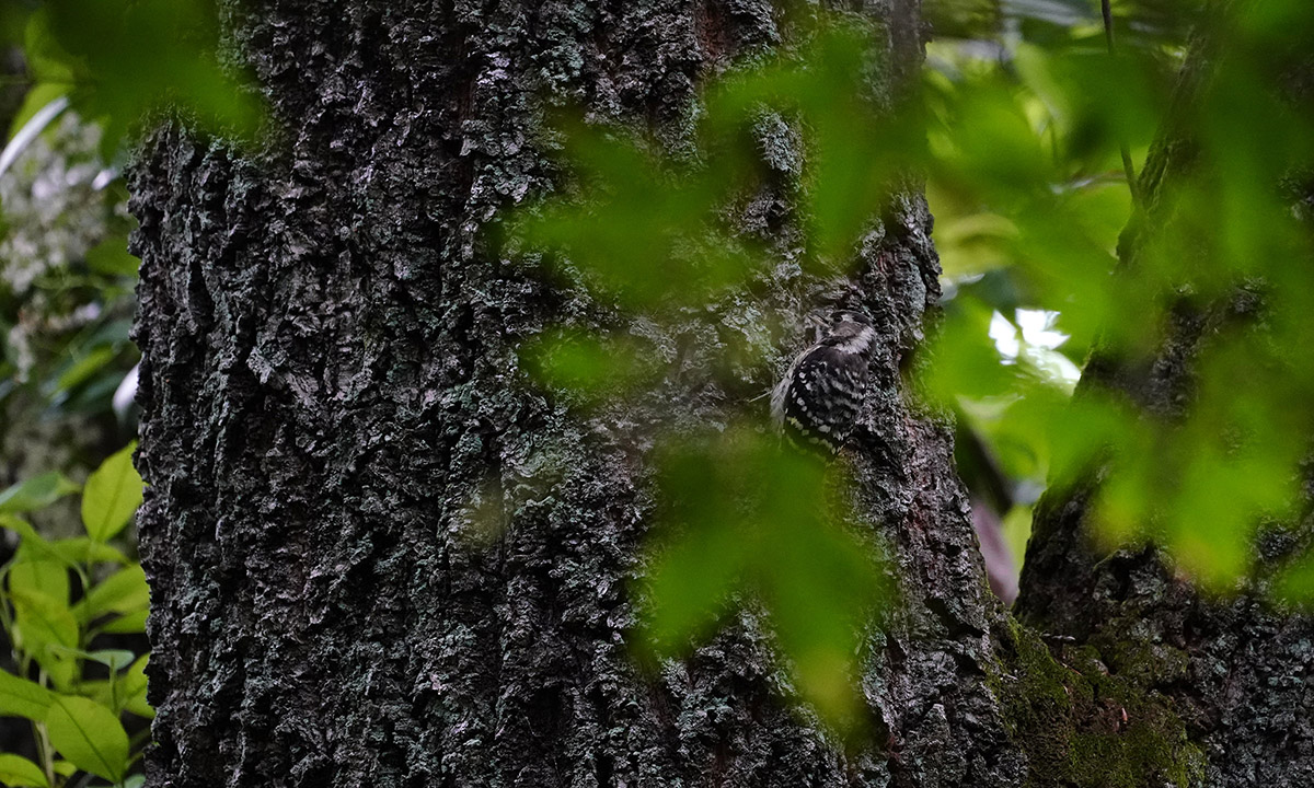 https://www.acrowass.com/ookinikyoto/photo/2021052405.jpg