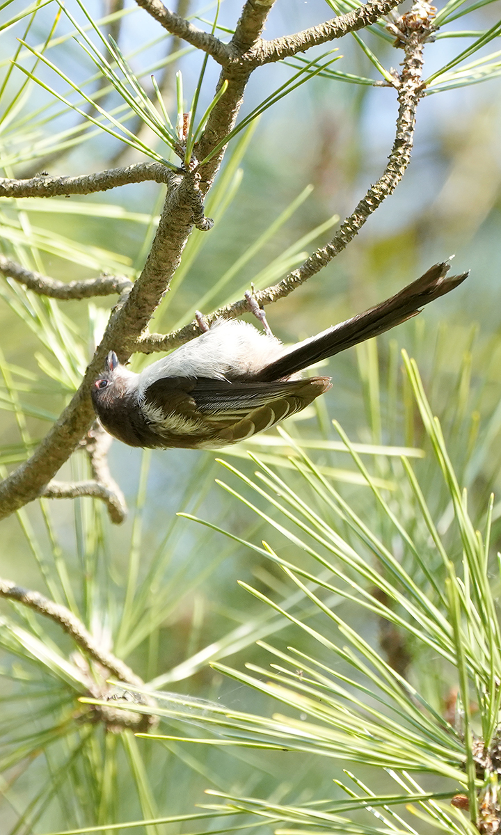 https://www.acrowass.com/ookinikyoto/photo/20210610_03.jpg