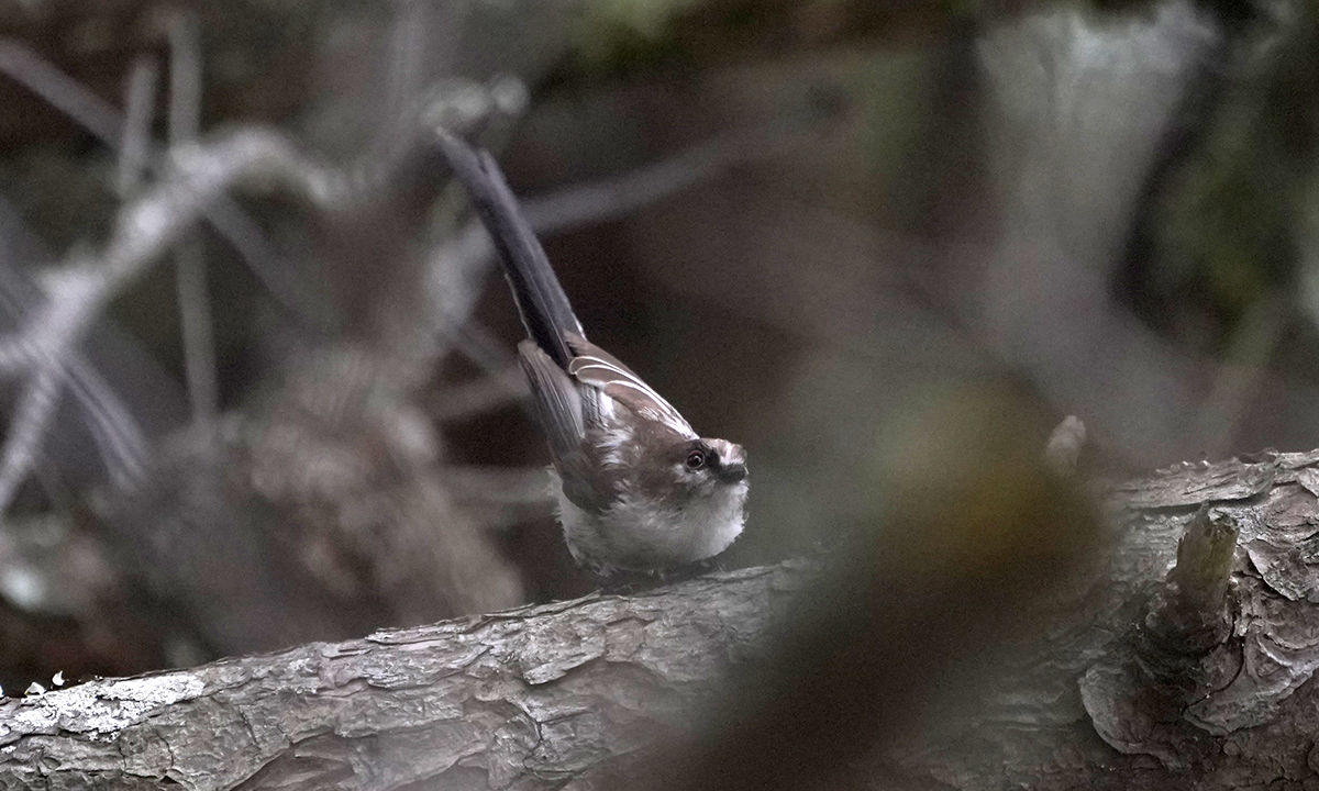 https://www.acrowass.com/ookinikyoto/photo/20210626_01.jpg