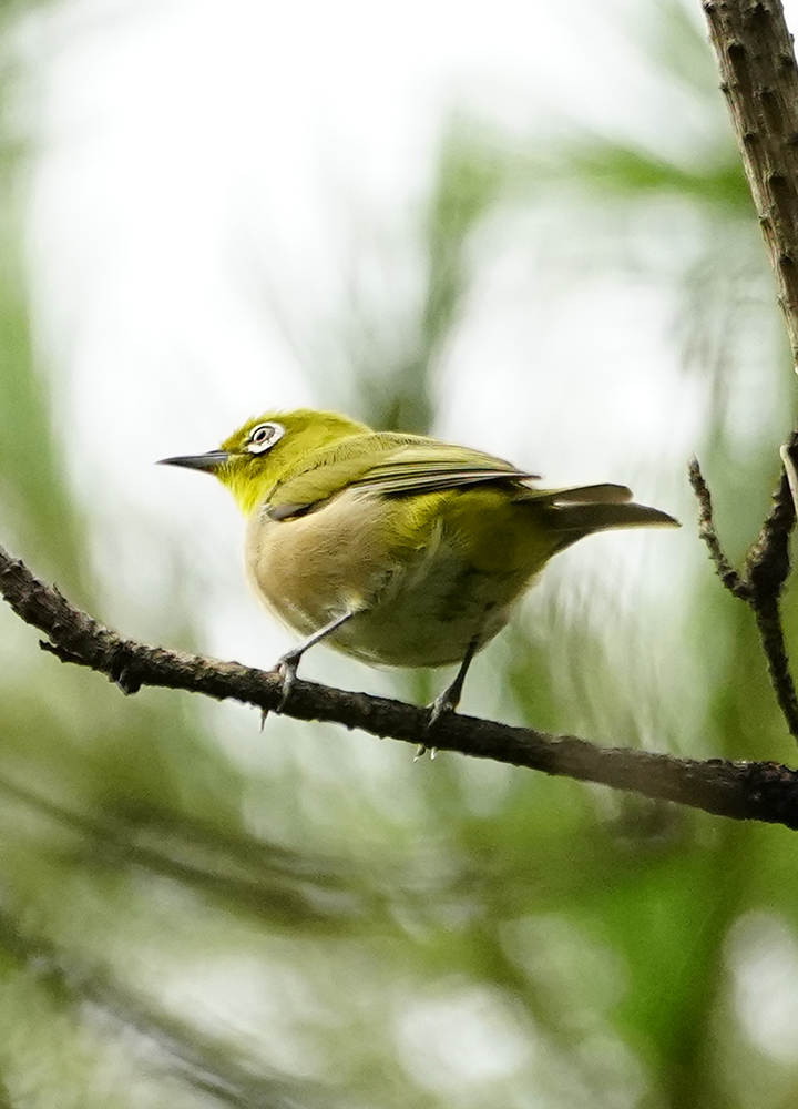 https://www.acrowass.com/ookinikyoto/photo/20210815_03.jpg