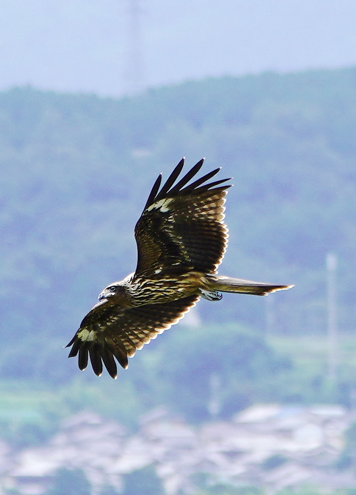 https://www.acrowass.com/ookinikyoto/photo/20210823_03.jpg