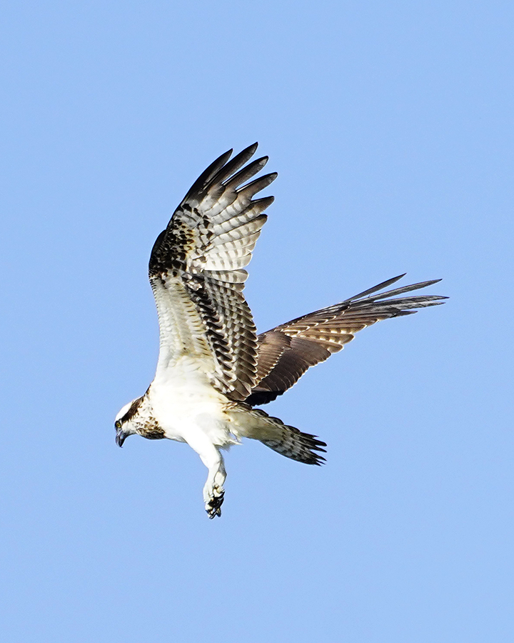 https://www.acrowass.com/ookinikyoto/photo/20210905_01_900.jpg