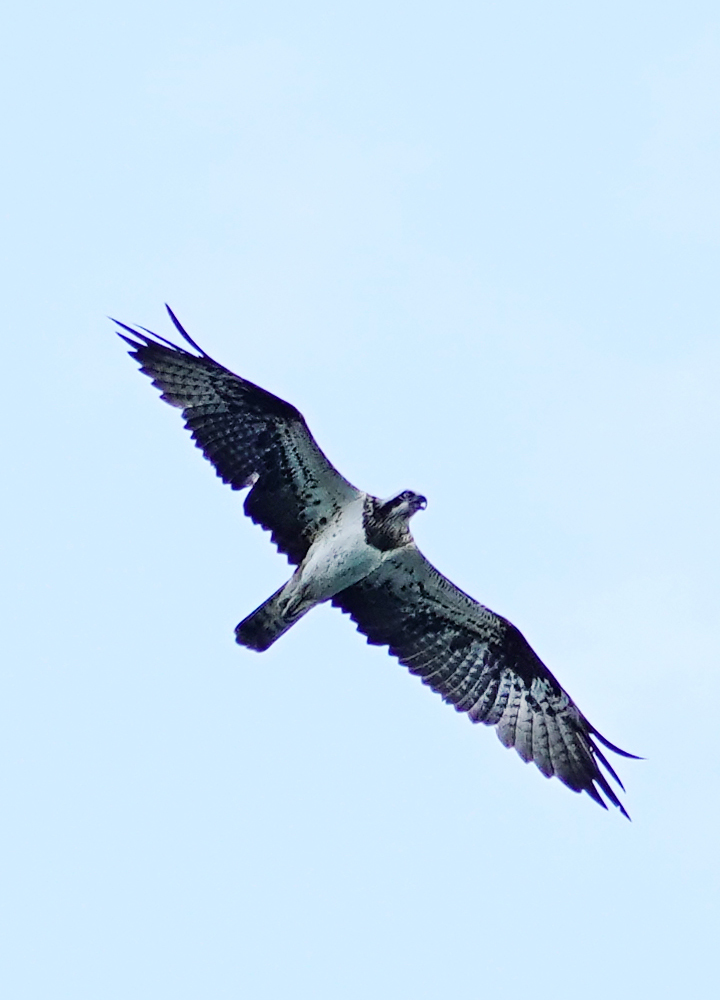 https://www.acrowass.com/ookinikyoto/photo/20210905_02_1000.jpg