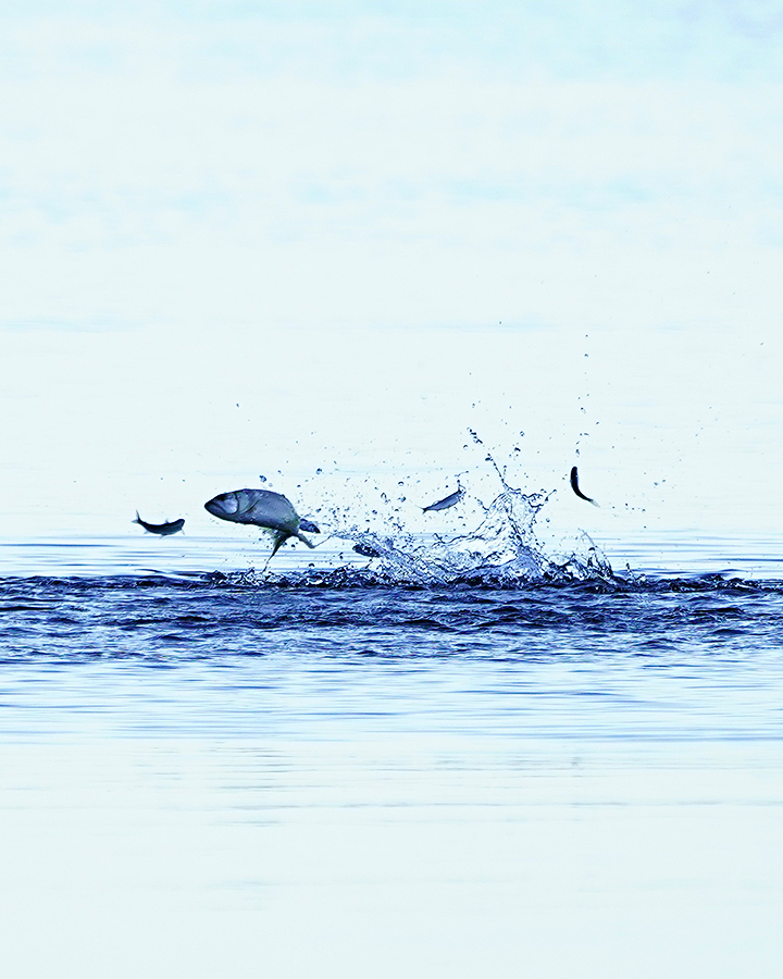 https://www.acrowass.com/ookinikyoto/photo/20210909_03_900.jpg