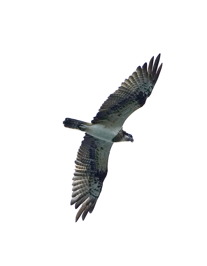 https://www.acrowass.com/ookinikyoto/photo/20210910_02_700.jpg
