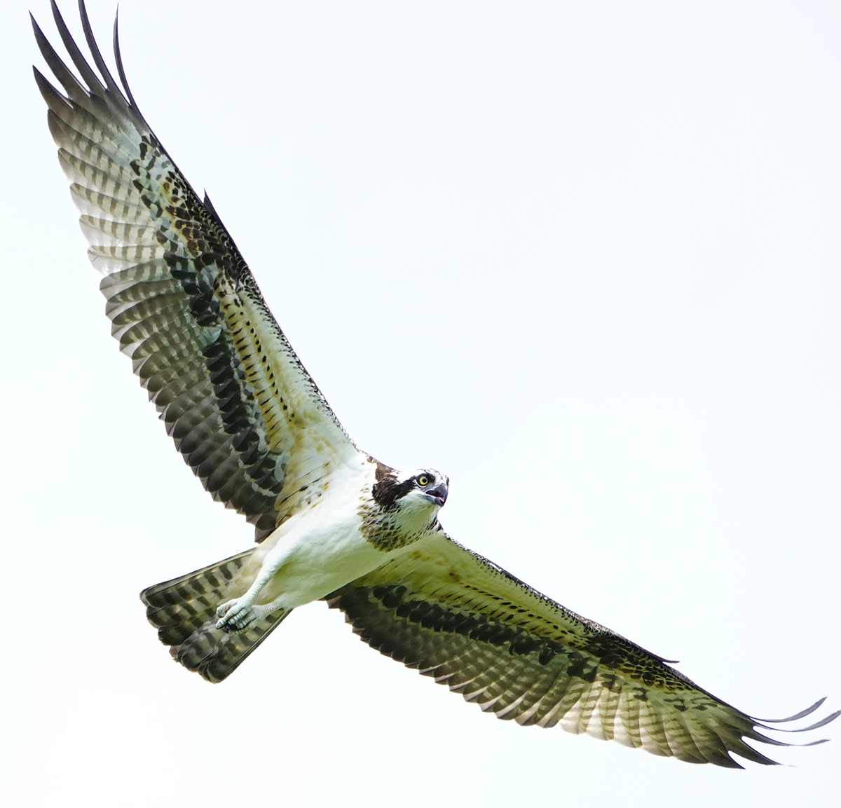 https://www.acrowass.com/ookinikyoto/photo/20210918_02_1200.jpg