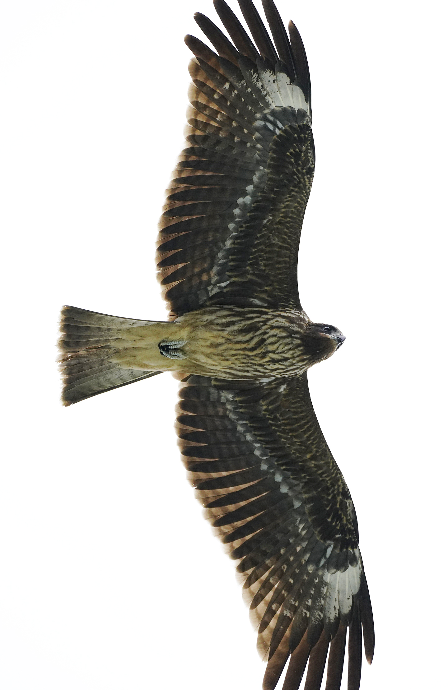 https://www.acrowass.com/ookinikyoto/photo/20210929_01.jpg