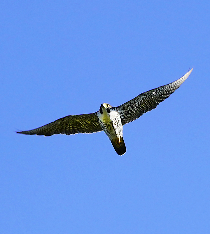 https://www.acrowass.com/ookinikyoto/photo/20211015_02_800.jpg