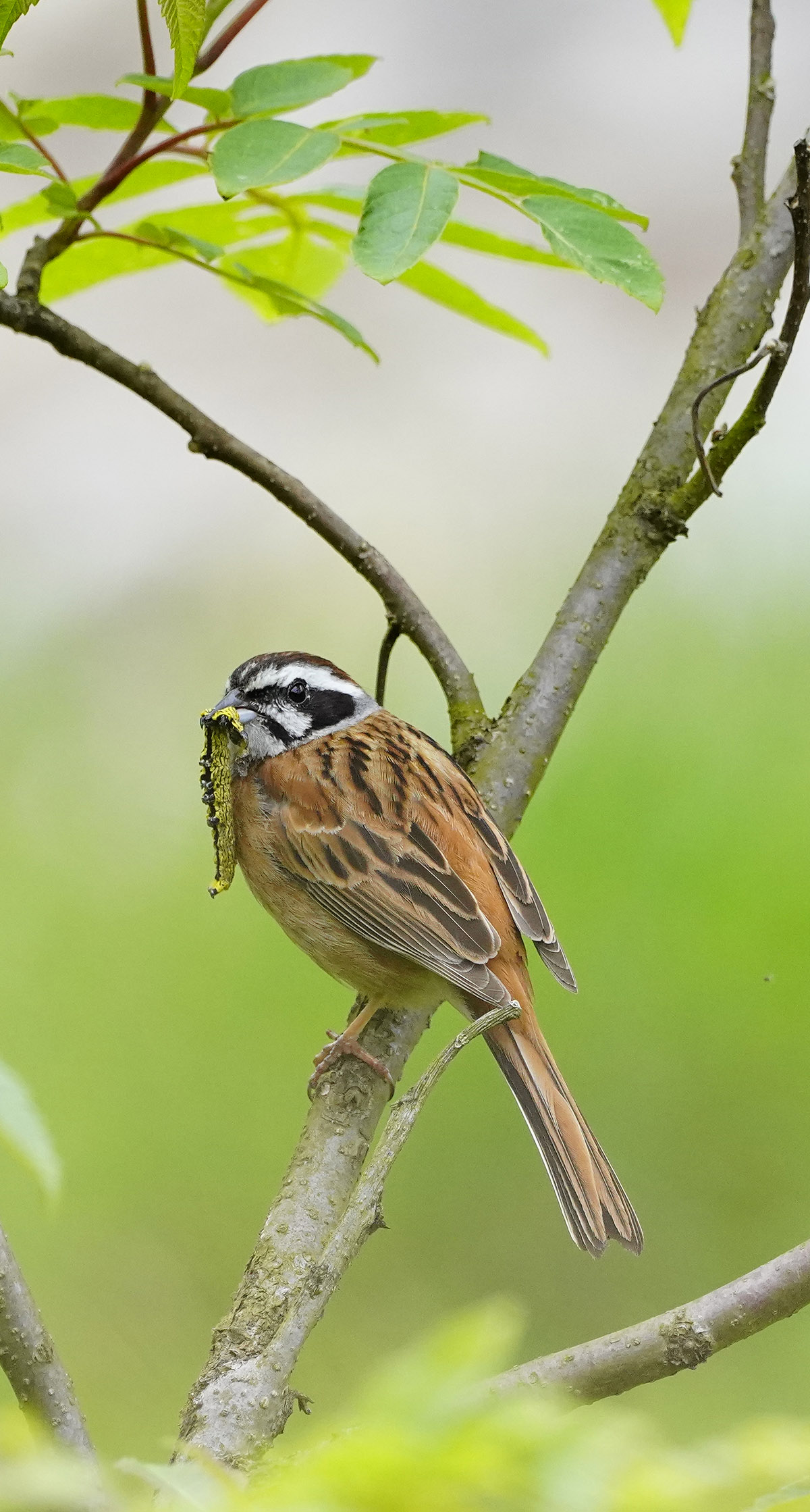 https://www.acrowass.com/ookinikyoto/photo/_DSC1190_1200.jpg