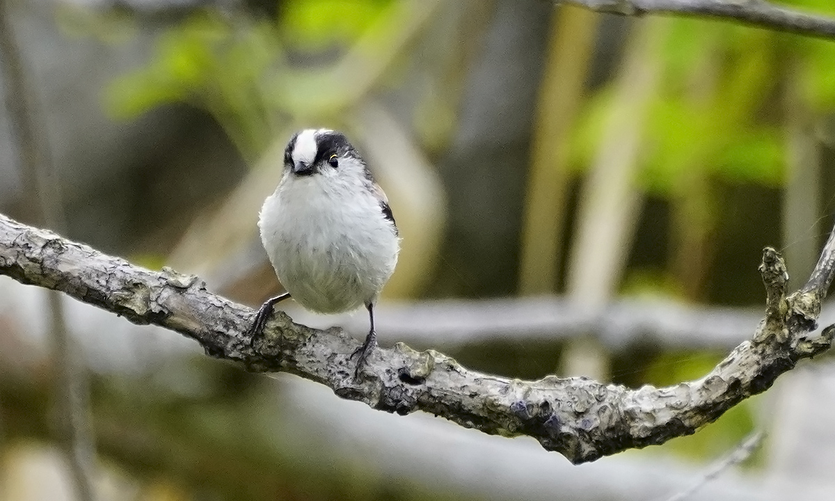 https://www.acrowass.com/ookinikyoto/photo/enaga7.jpg