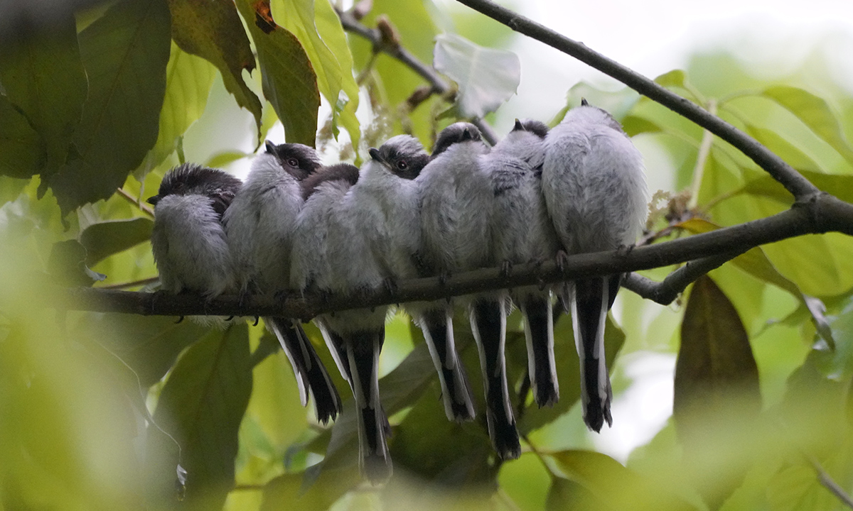 https://www.acrowass.com/ookinikyoto/photo/enagadango2.jpg