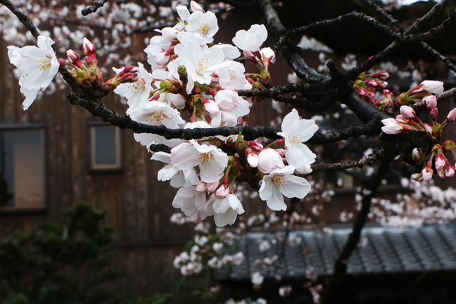 https://www.acrowass.com/ookinikyoto/photo/gionnshirakawa2.jpg