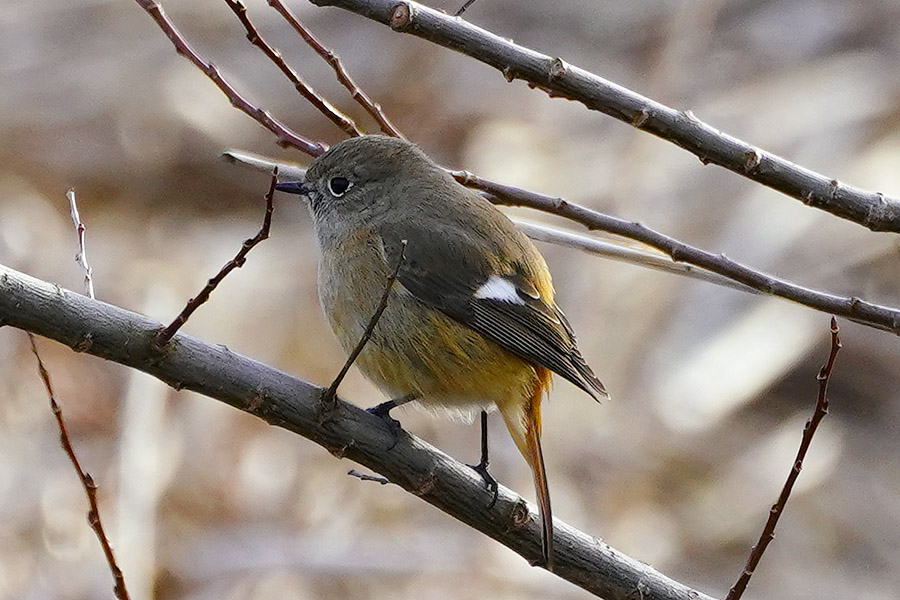 https://www.acrowass.com/ookinikyoto/photo/jyobitaki_mesu1.jpg