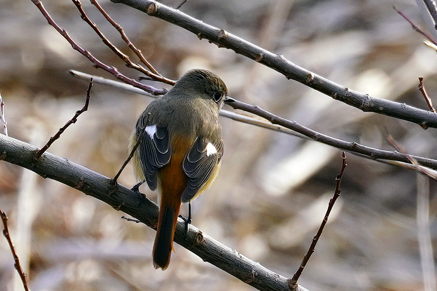 https://www.acrowass.com/ookinikyoto/photo/jyobitaki_mesu2.jpg