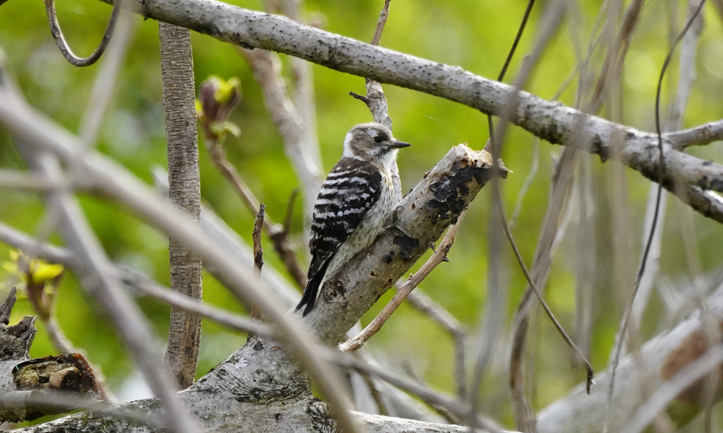 https://www.acrowass.com/ookinikyoto/photo/kogera1.jpg