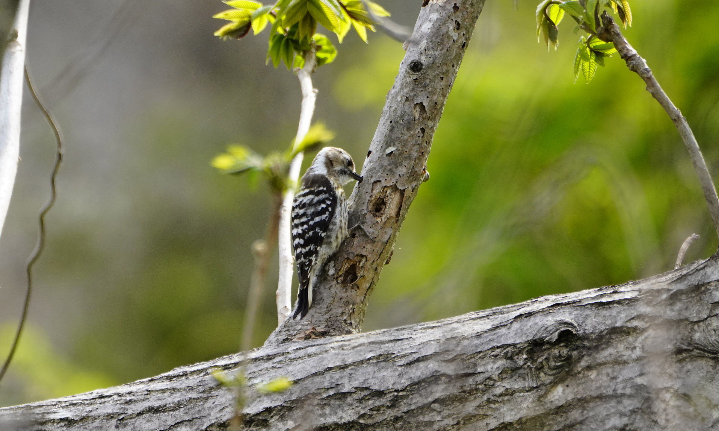 https://www.acrowass.com/ookinikyoto/photo/kogera2.jpg