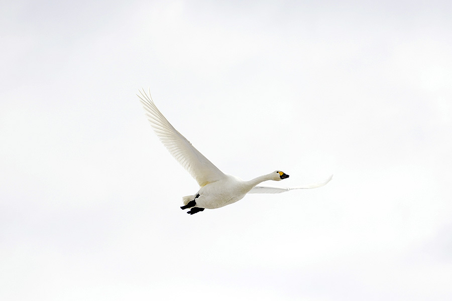 https://www.acrowass.com/ookinikyoto/photo/kohakucyo37.jpg