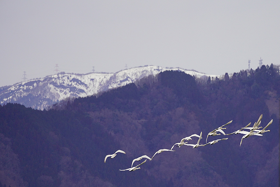 https://www.acrowass.com/ookinikyoto/photo/kohakucyo46.jpg